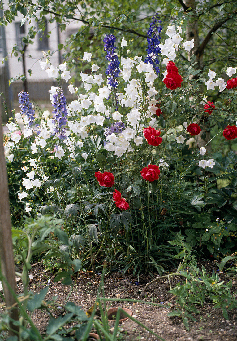 Campanula persicifolia