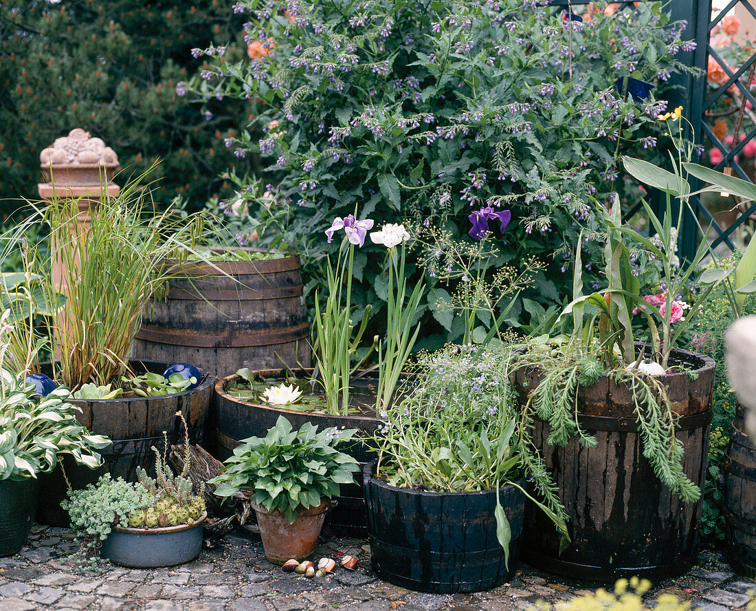 Wooden barrels with iris, Nymphaea