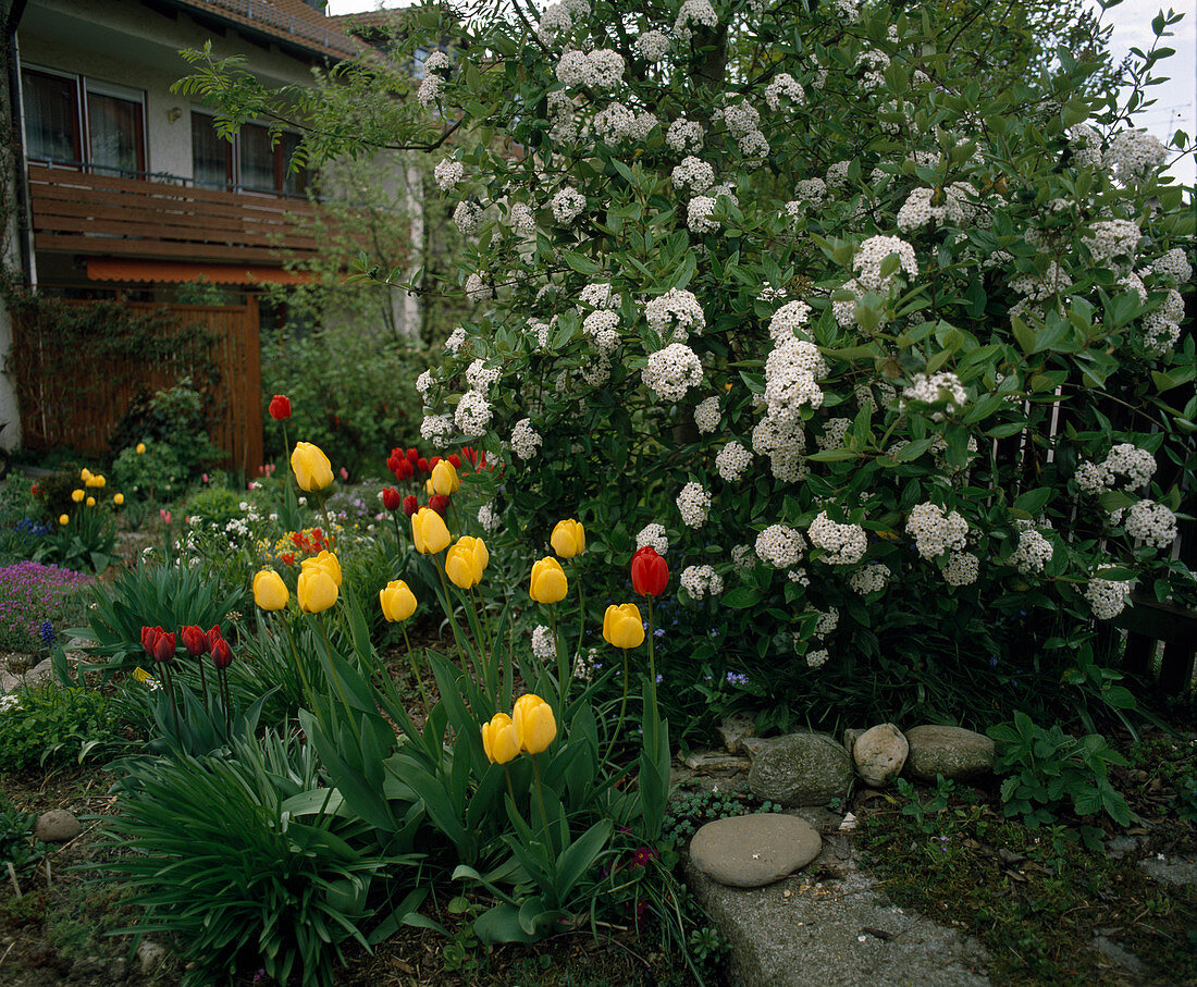 Viburnum x burkwoodii