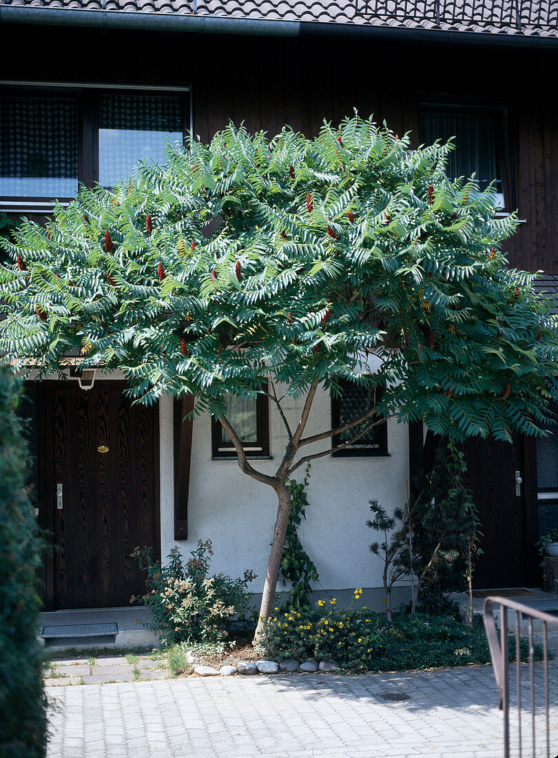 Essigbaum zwischen zwei Reihenhauseingängen