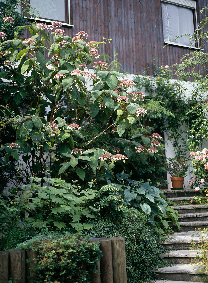 Reihenhausvorgarten: Hydrangea aspera, Hosta, Kirengeshoma, Cymbalaria muralis