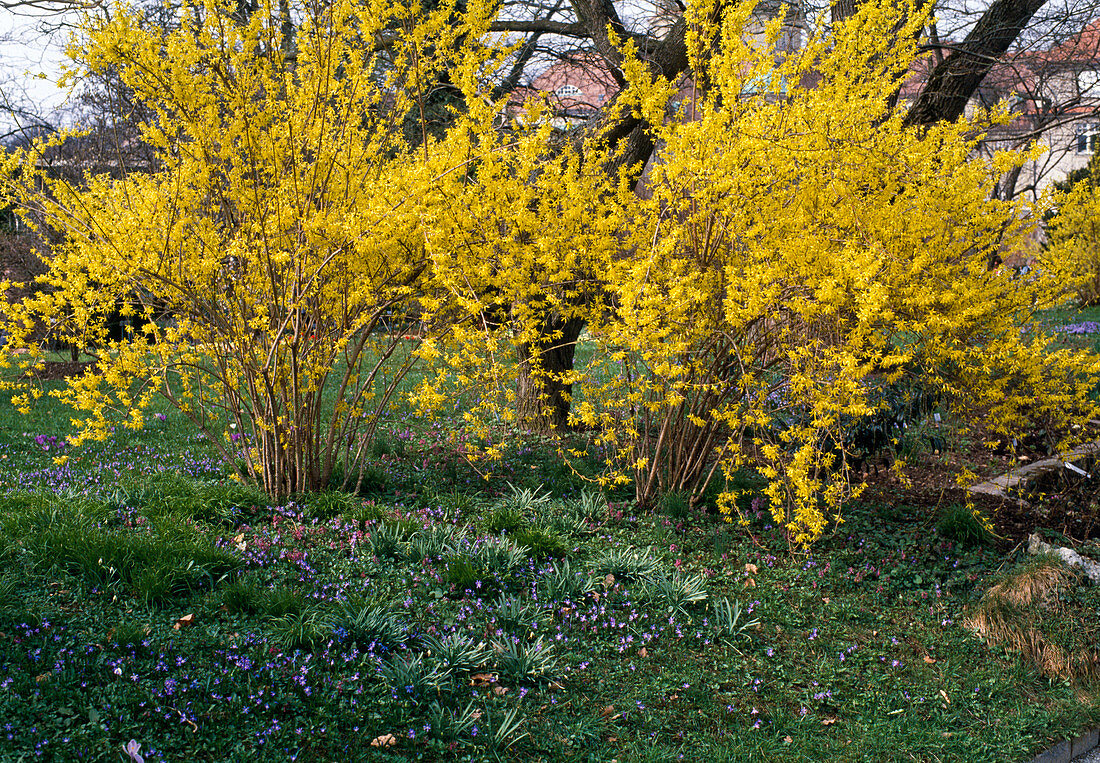 Forsythia with