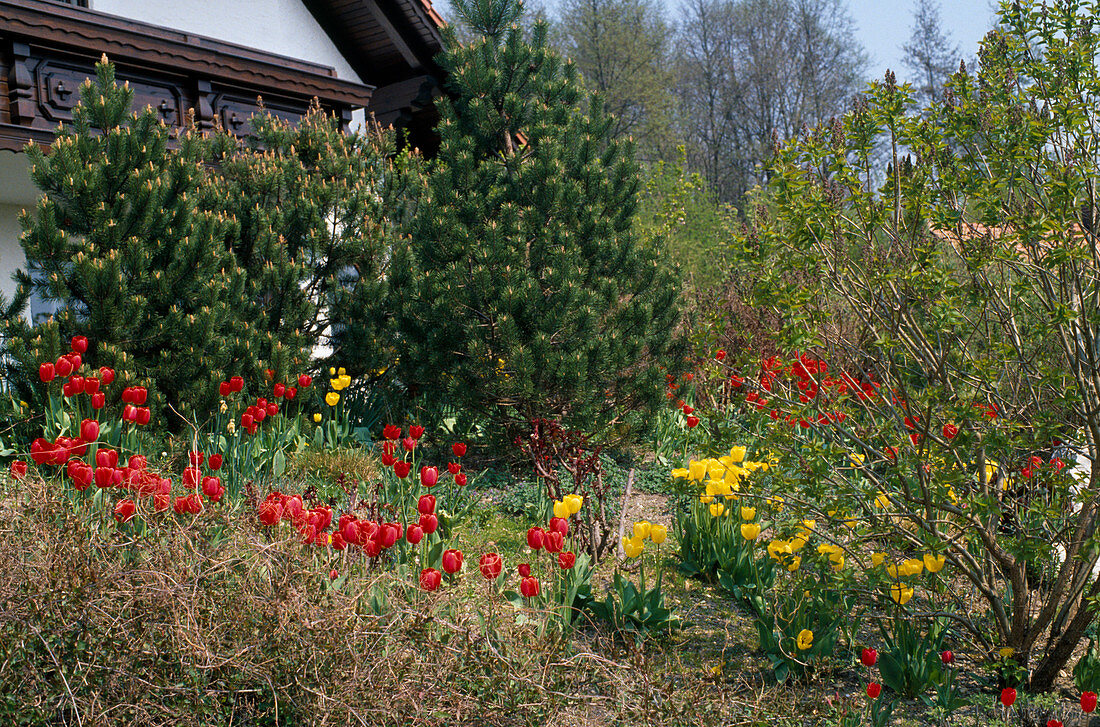 Red and yellow triumph tulips