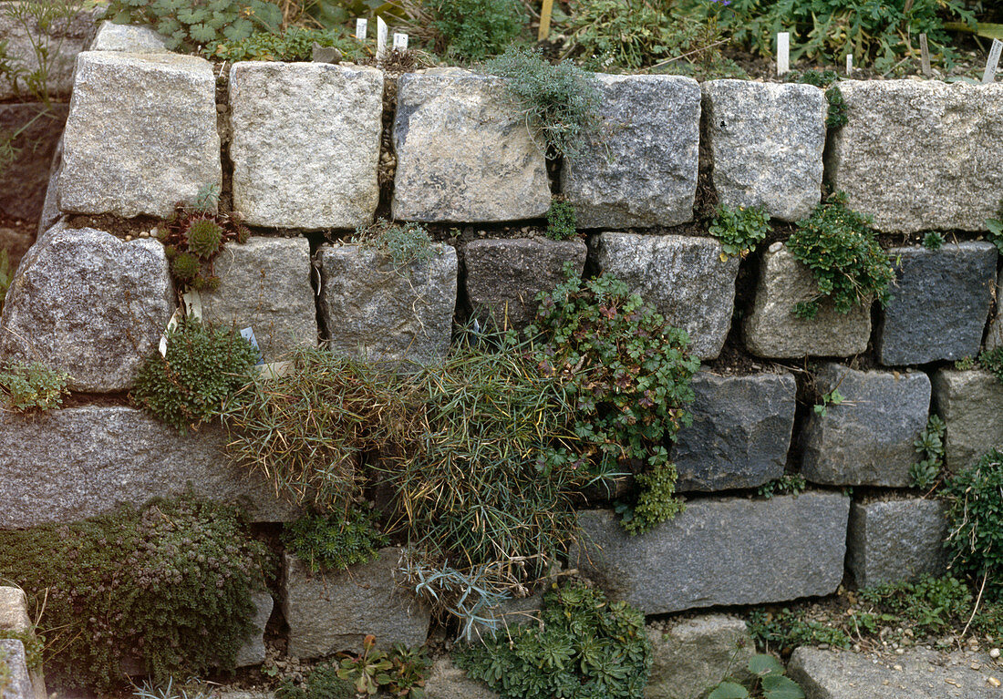 Dry stone wall made of granite paving