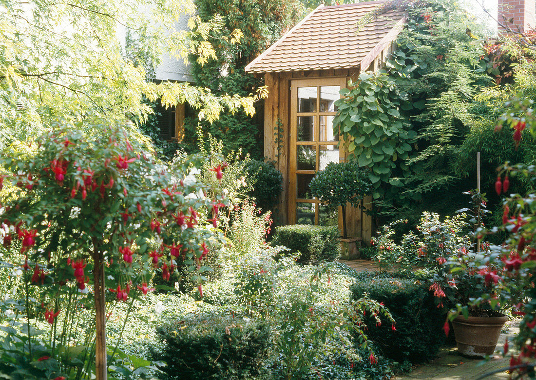 Vorgarten mit Pyracantha coccinea (Feuerdorn), Picea glauca 'Conica'