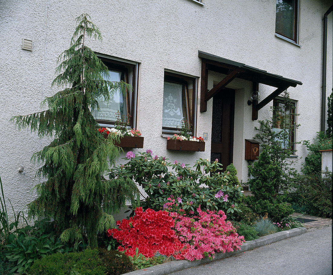 House entrance with woody border: Chamaecyparis Noot