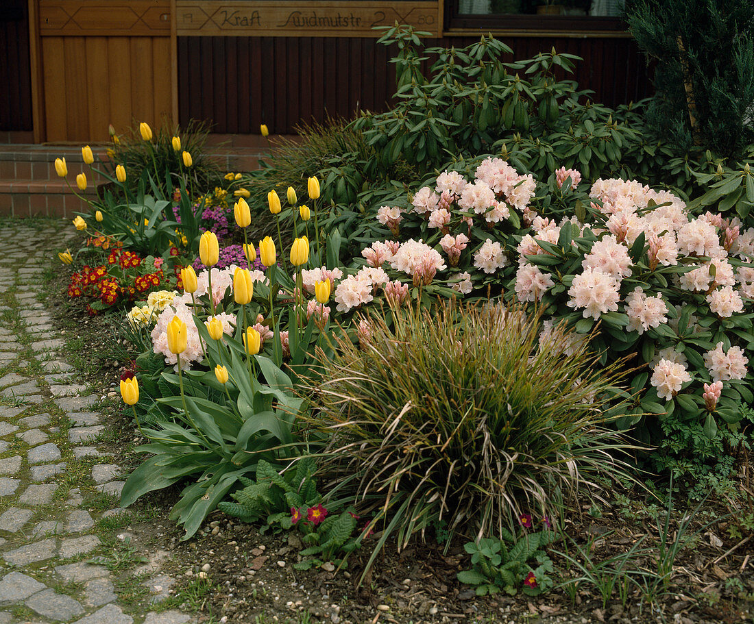 Gelbe Triumphtulpe, Rhododendron yakushimanum-Hybr