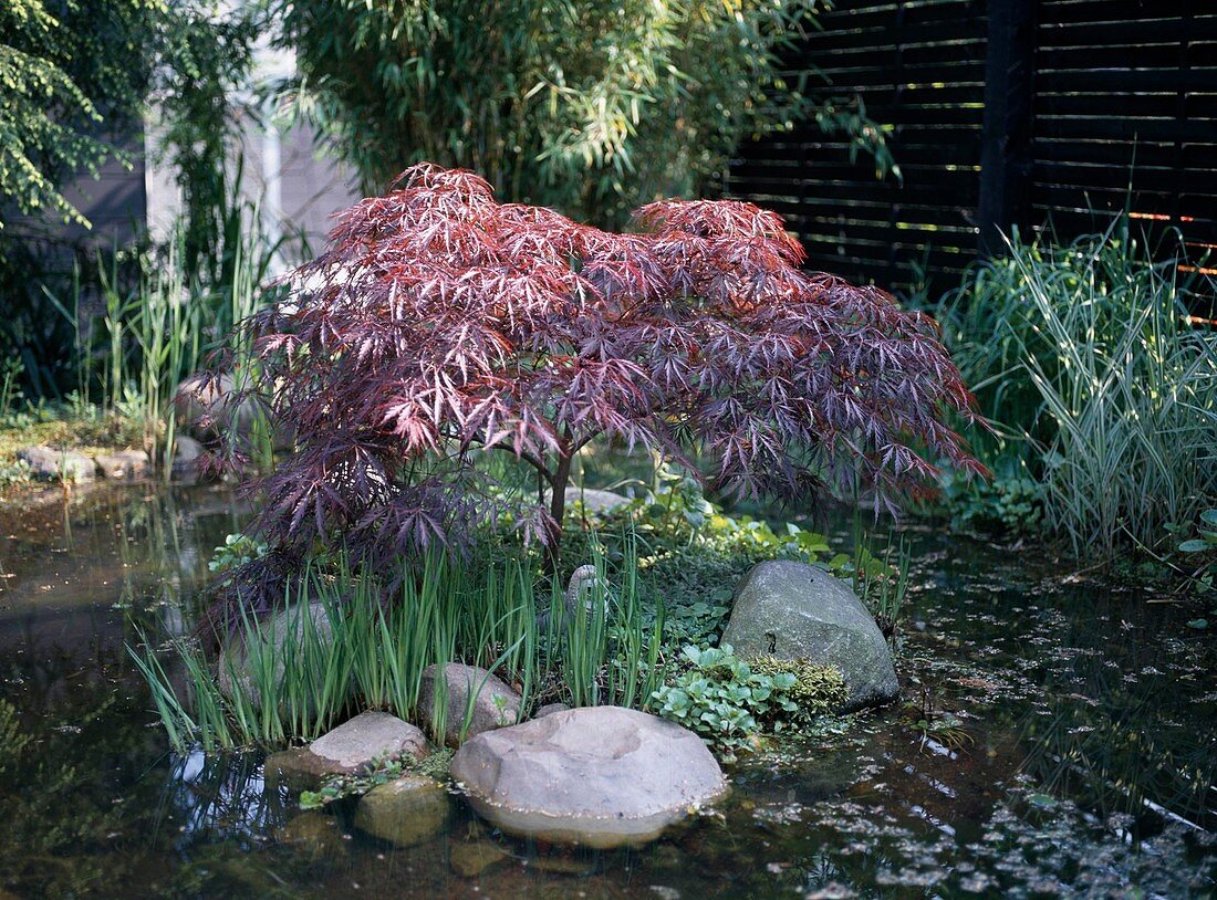 Acer Palmatum 'Inaba Shidare'