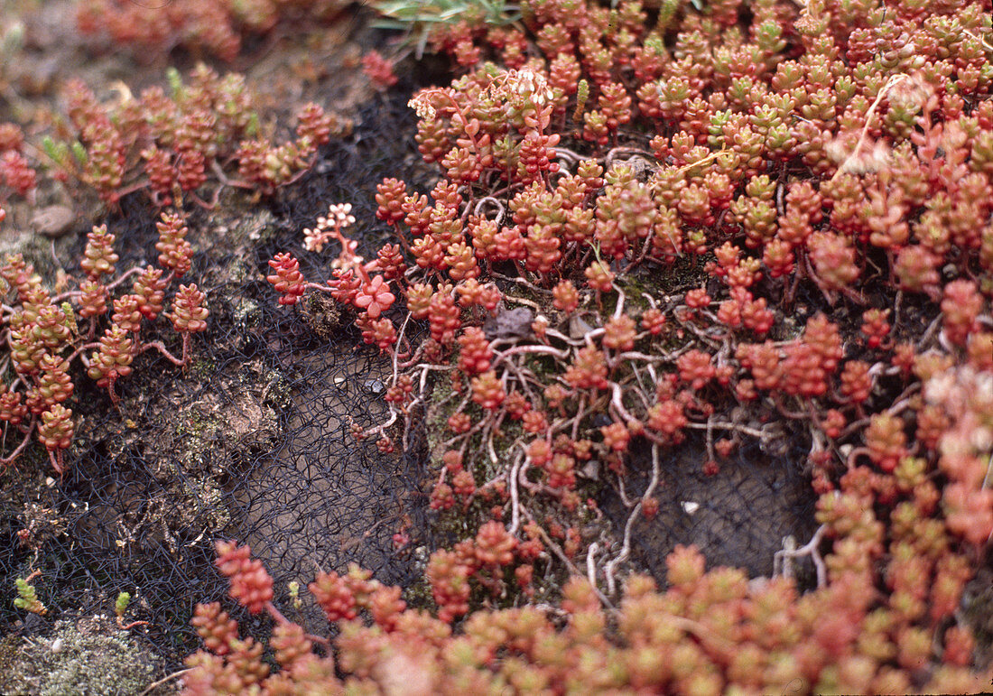 Green roof