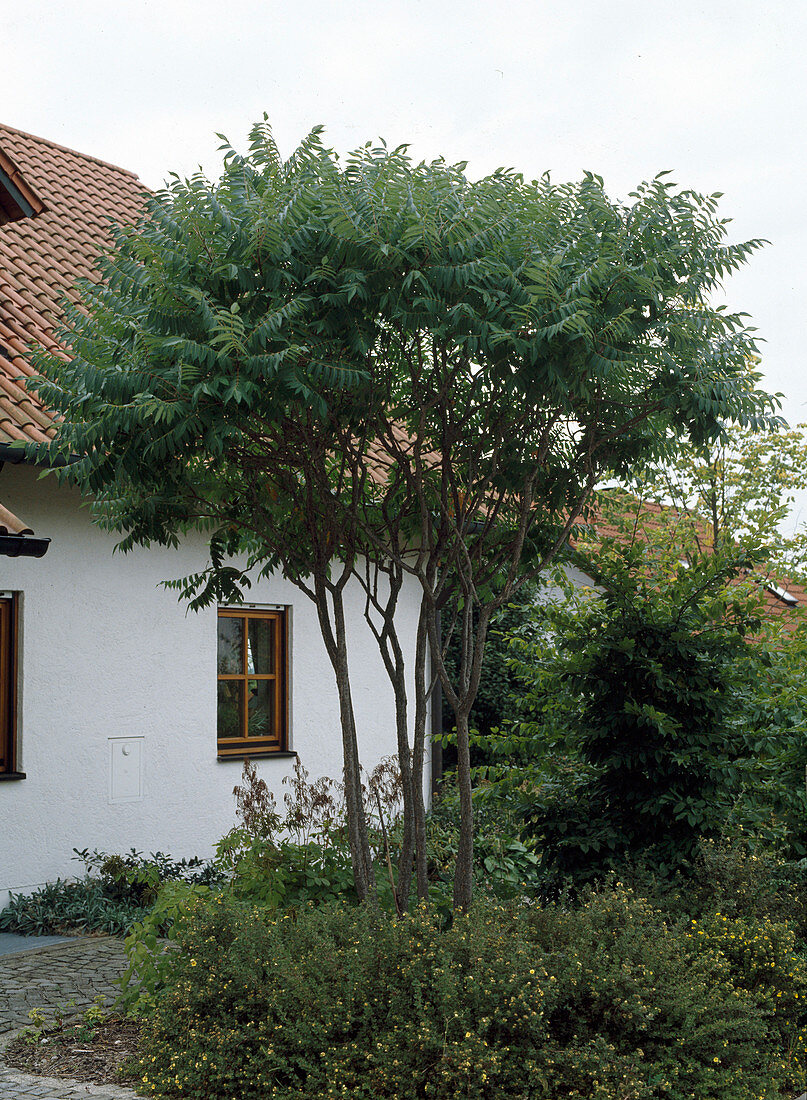 Front garden with Rhus typhina (vinegar tree)