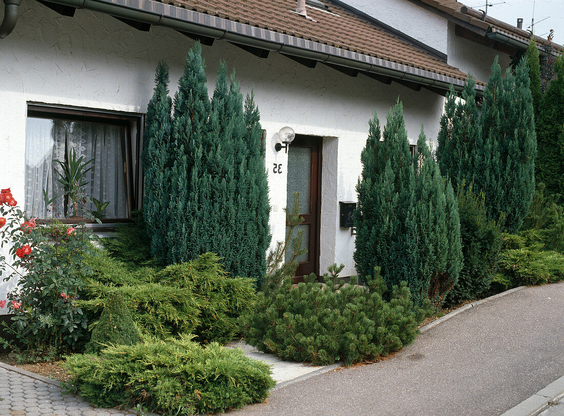 Front garden with: Chamaecyparis lawsoniana