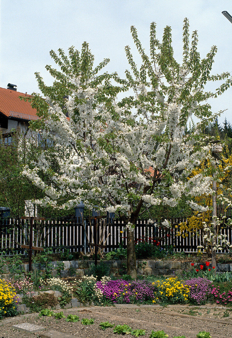 Blühende Süßkirsche