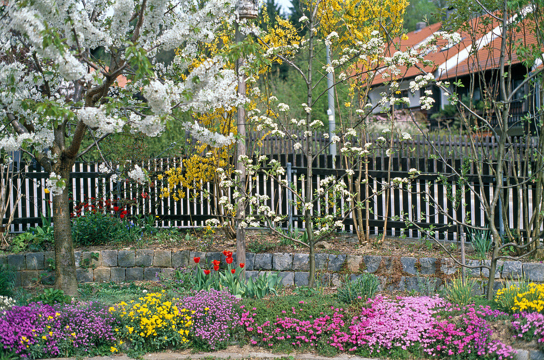 Sweet cherry and pear tree at the trellis