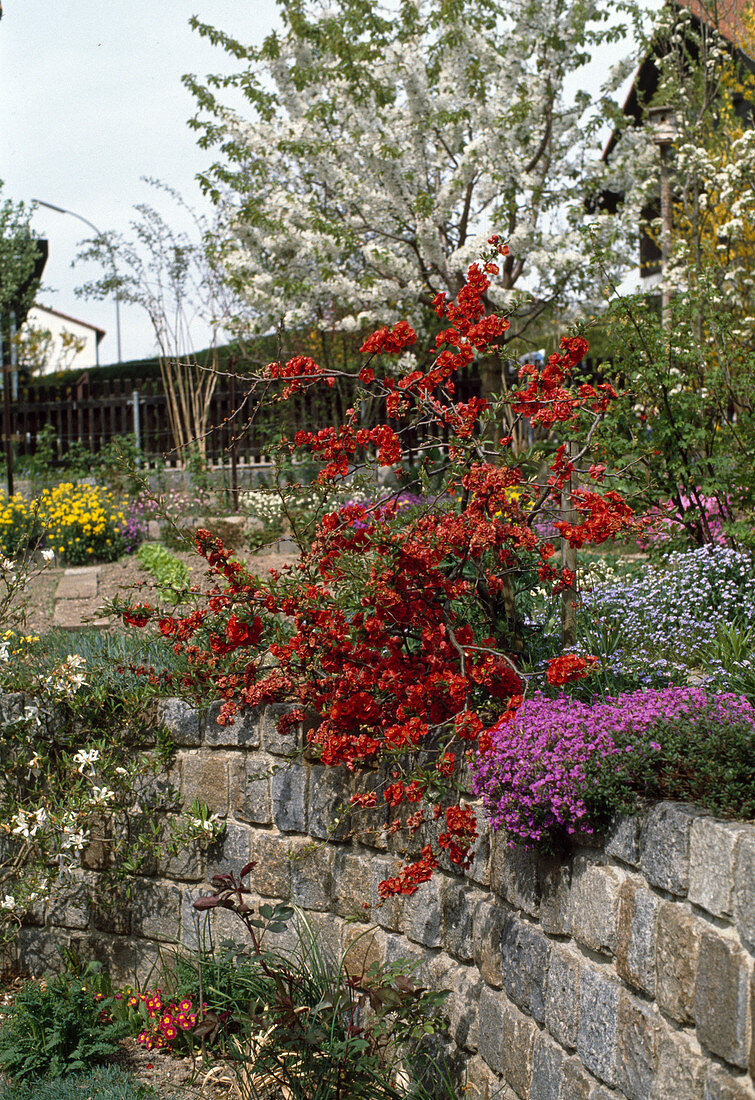 Chaenomeles flowering