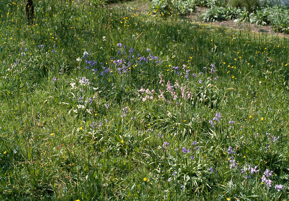 Flower meadow with scilla