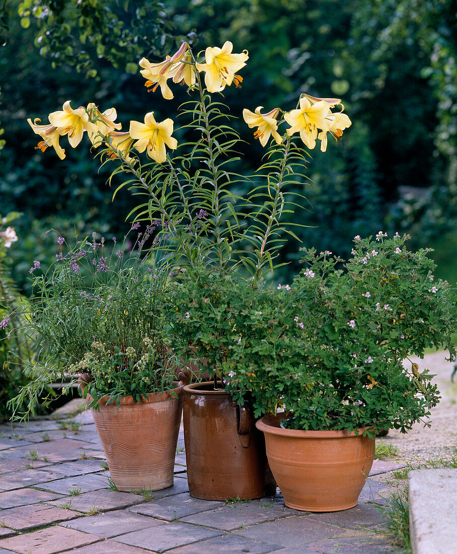 Lilium 'Royal Gold' (Trompetenlilie), Pelargonium citronella