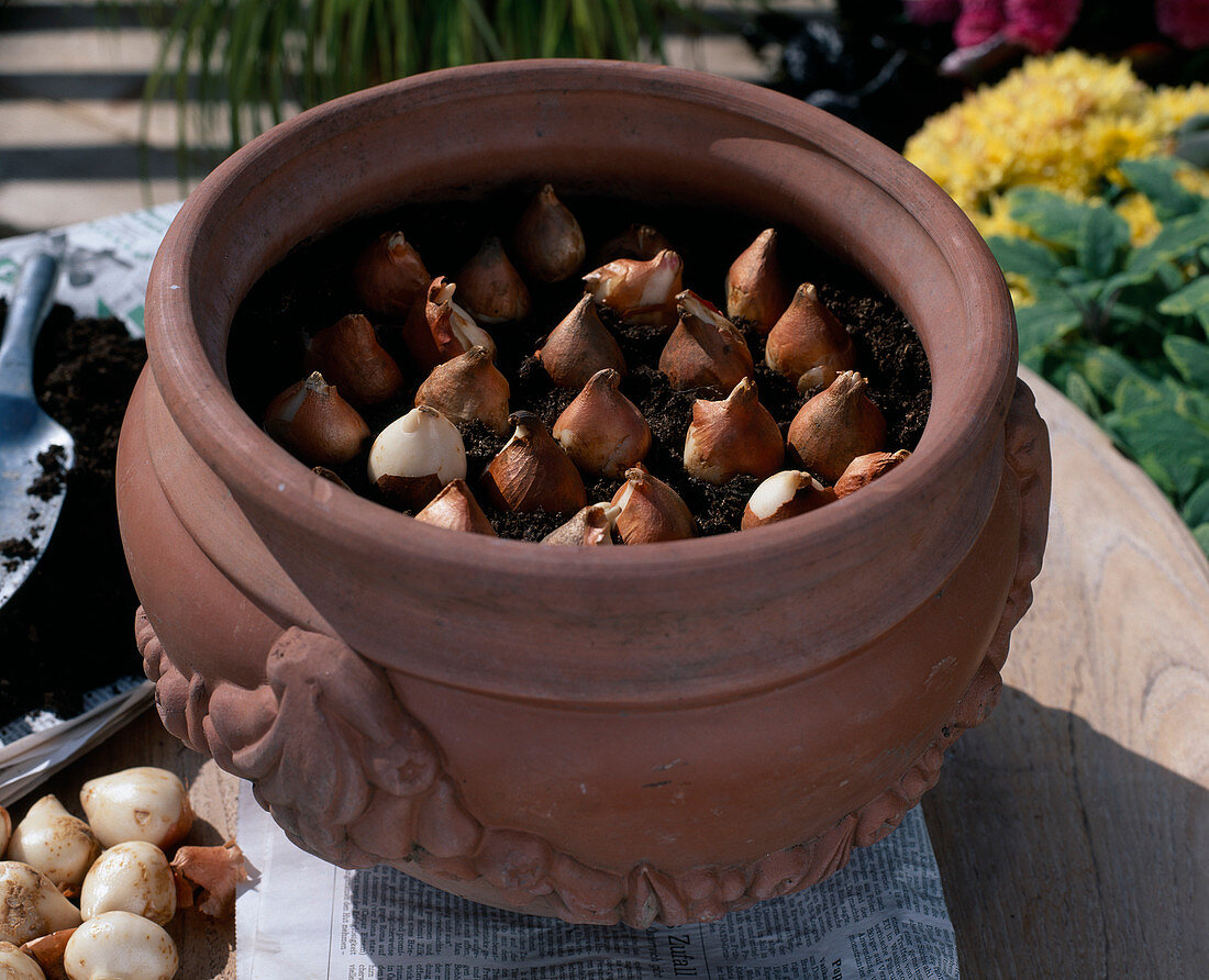 Planting flower bulbs in autumn