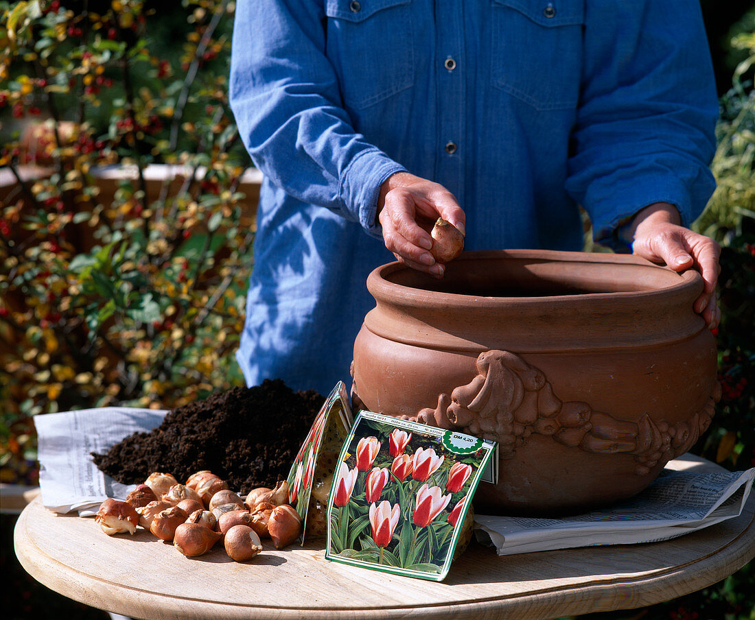 Put tulip bulbs in the autumn