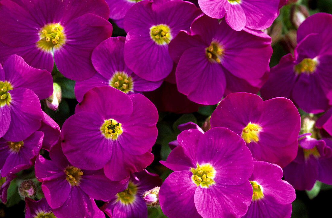 Aubrieta 'Purple Cascade' (Blaukissen)