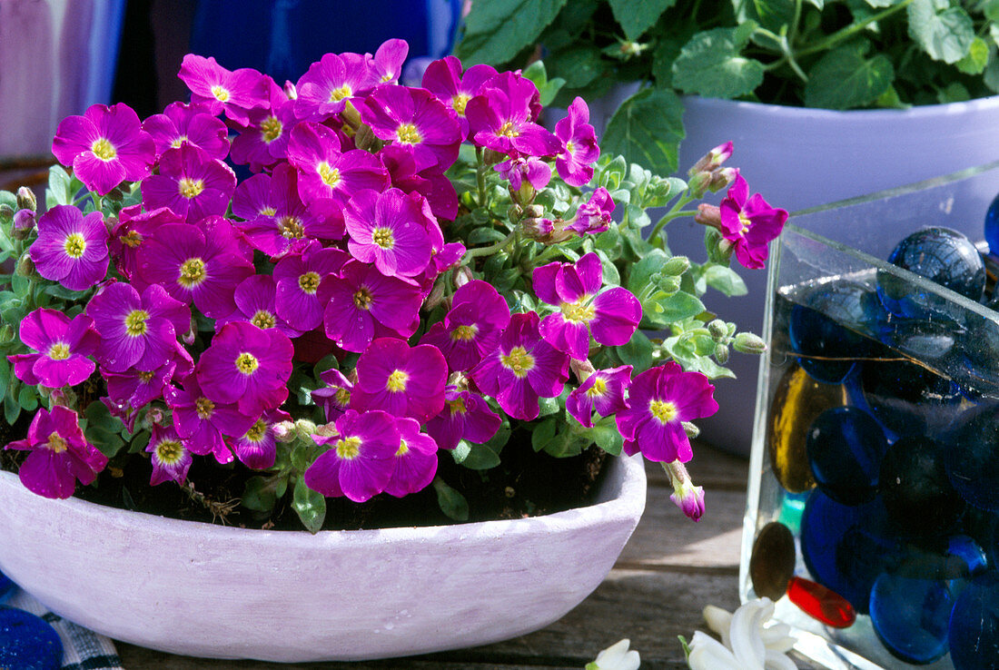 Aubrieta 'Purple Cascade' (Blue Cissus), in bowl