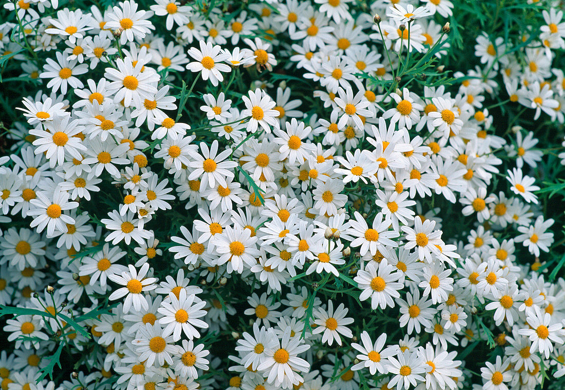 Argyranthemum frutescens 'Dana'