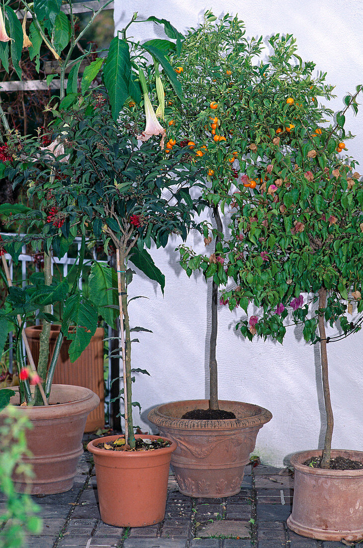 Group of Potted Plants, Bright And Temperate