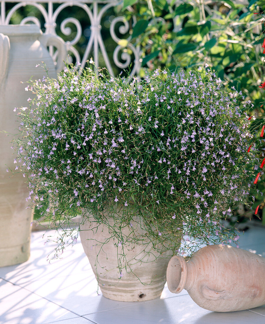 Lobelia erinus