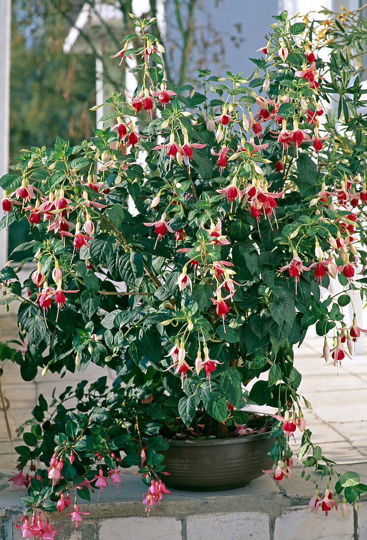 Fuchsia 'Checkerboard' (Fuchsia)