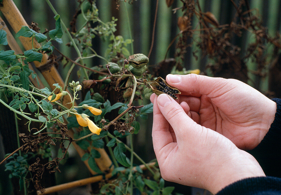 Seed harvesting on Eccremocarpus beautifully tendriled seed harvesting