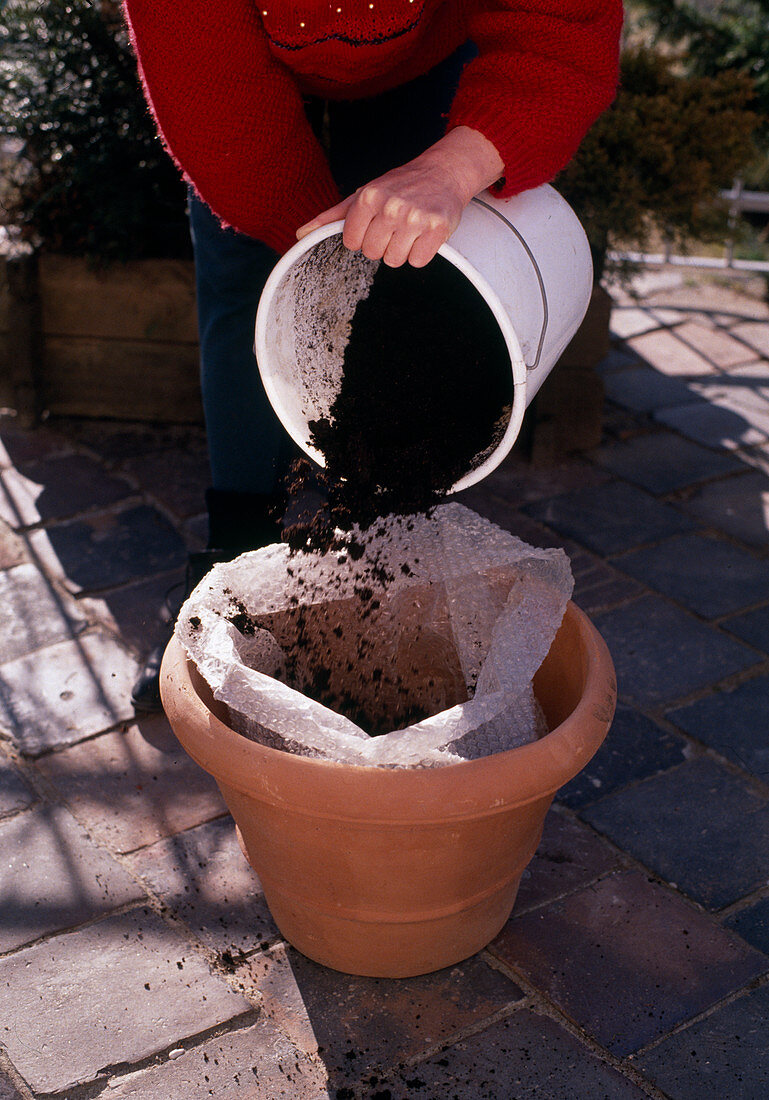 Protect the root ball: terracotta container