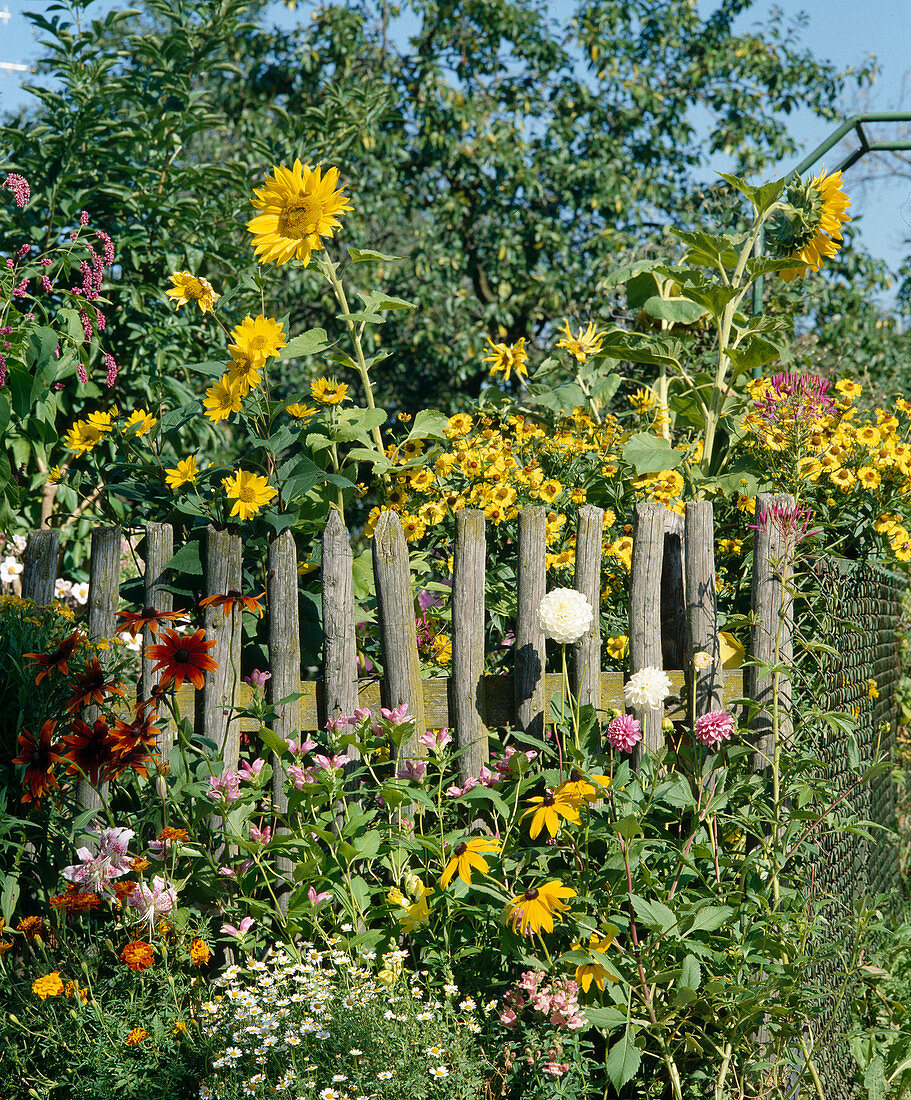 Garden view with old fence