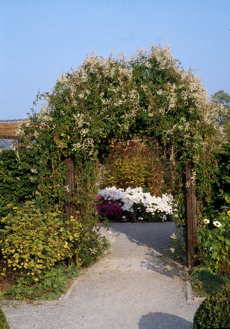Archway with Polygonum aubertii