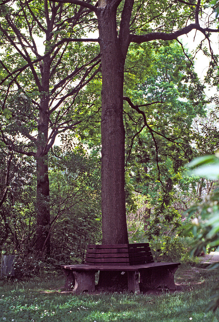 Gartenbank um einen großen Baum