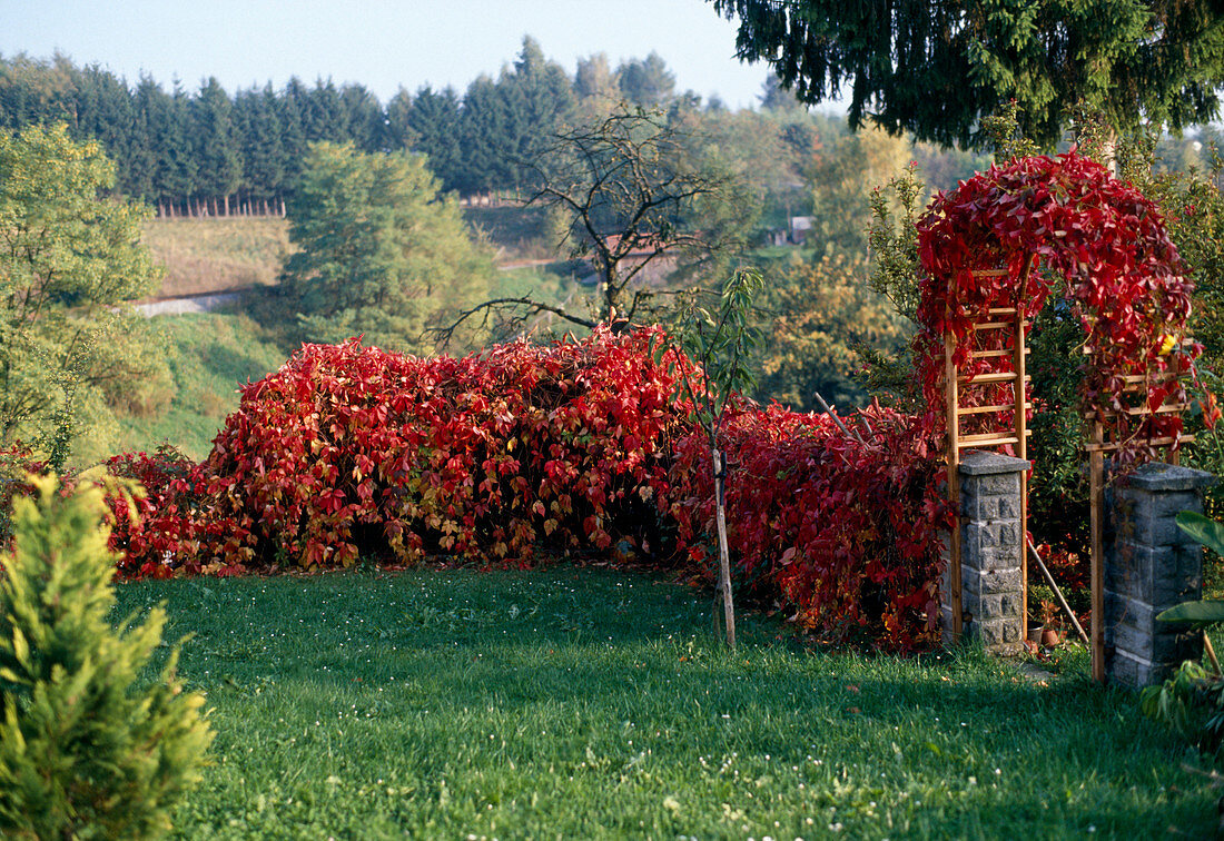 Parthenocissus tricuspidata 'Veitchii'