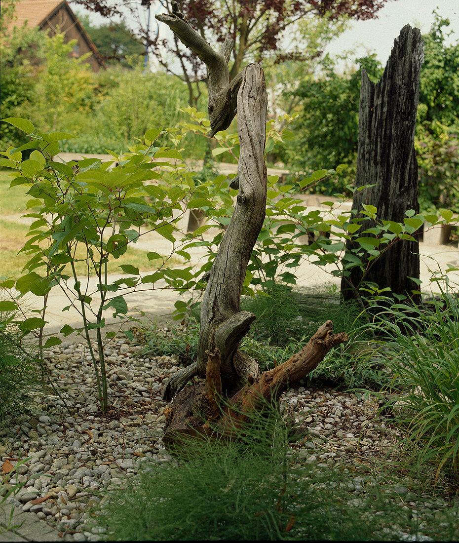 Bizarrely shaped roots and branches of dead trees as sculpture garden art