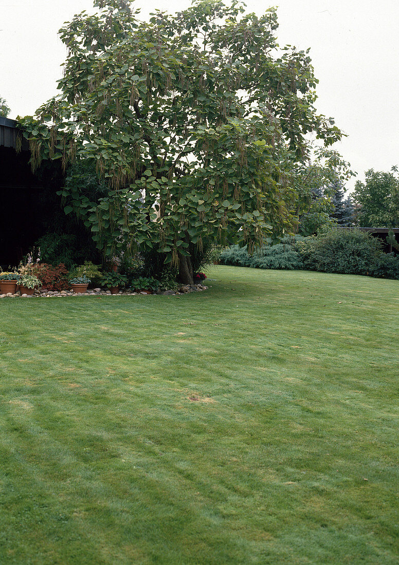 Lawn, Catalpa bignonioides with fruit pods