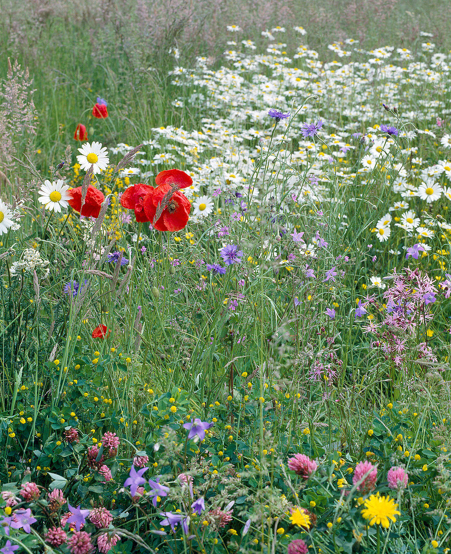 Blumenwiese