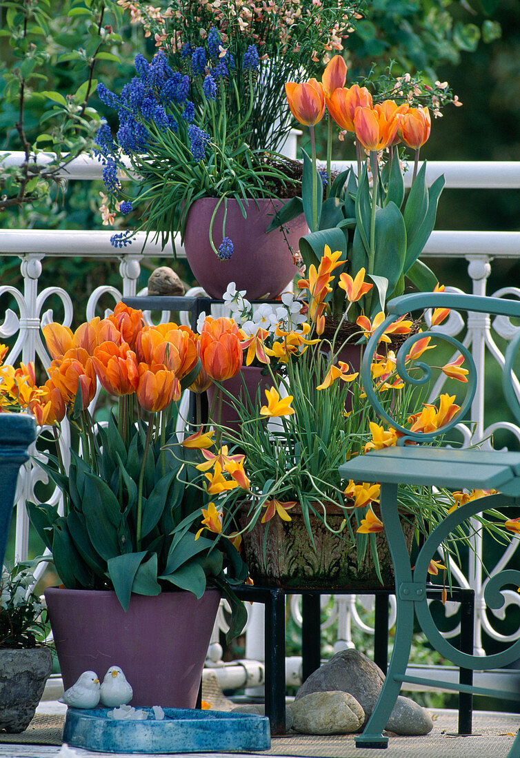Spring balcony with Tulipa 'Princess Irene', Tulipa clusiana