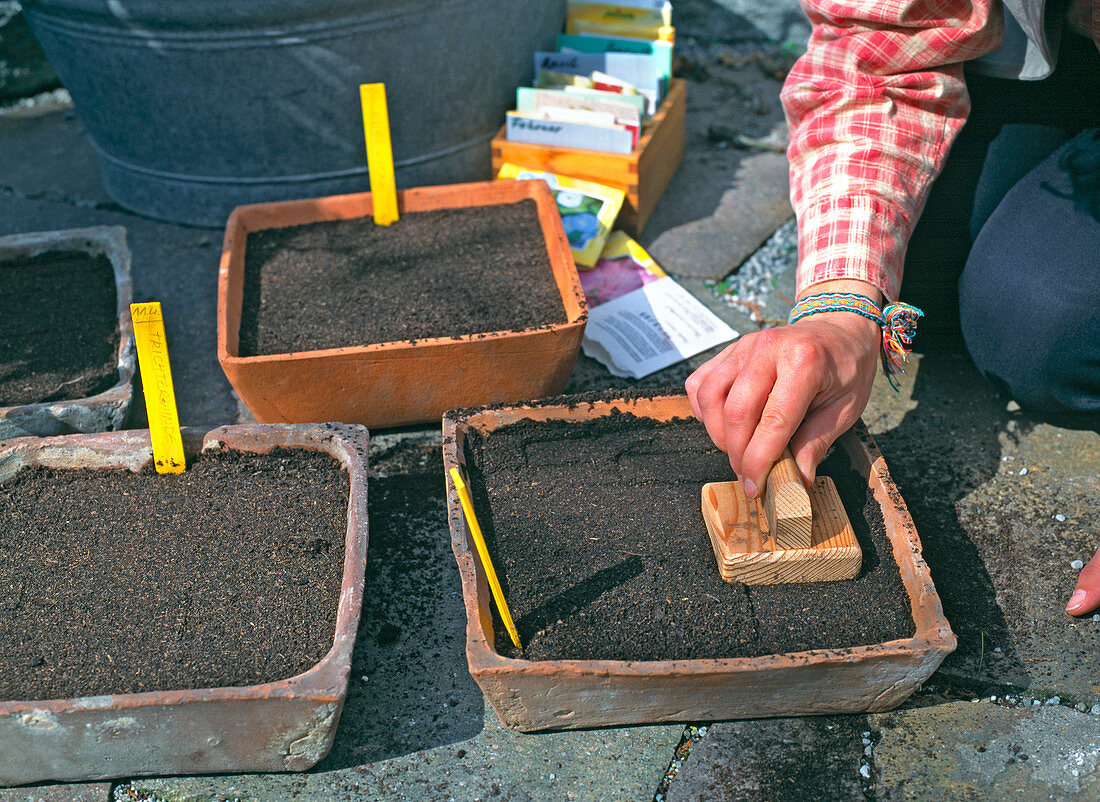 Pressing sieved soil over the seed firmly