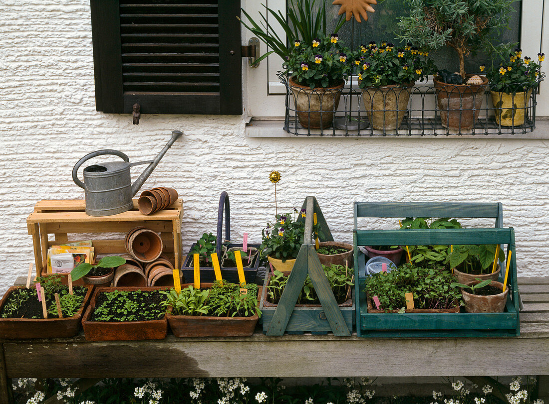 Seedlings of sown summer flowers