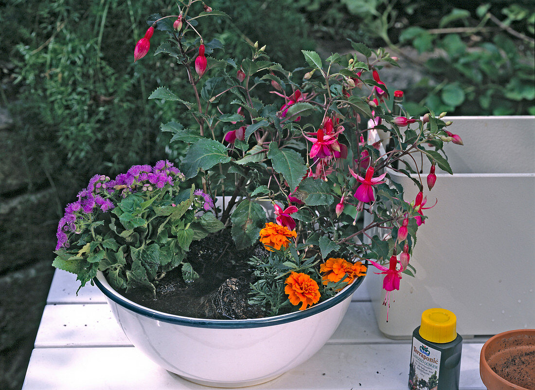 Dry root balls of balcony flowers before planting