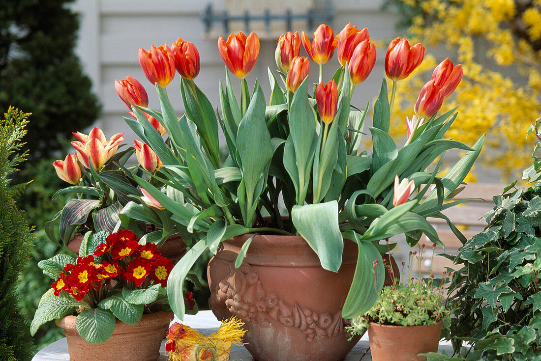 Tulip 'Princess Irene' and primrose