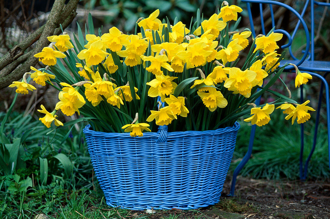 Narcissus 'Golden Harvest'