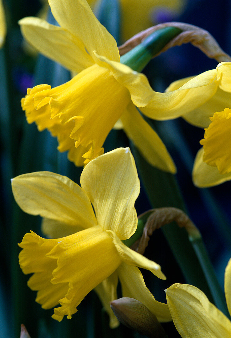 Narcissus hybrid