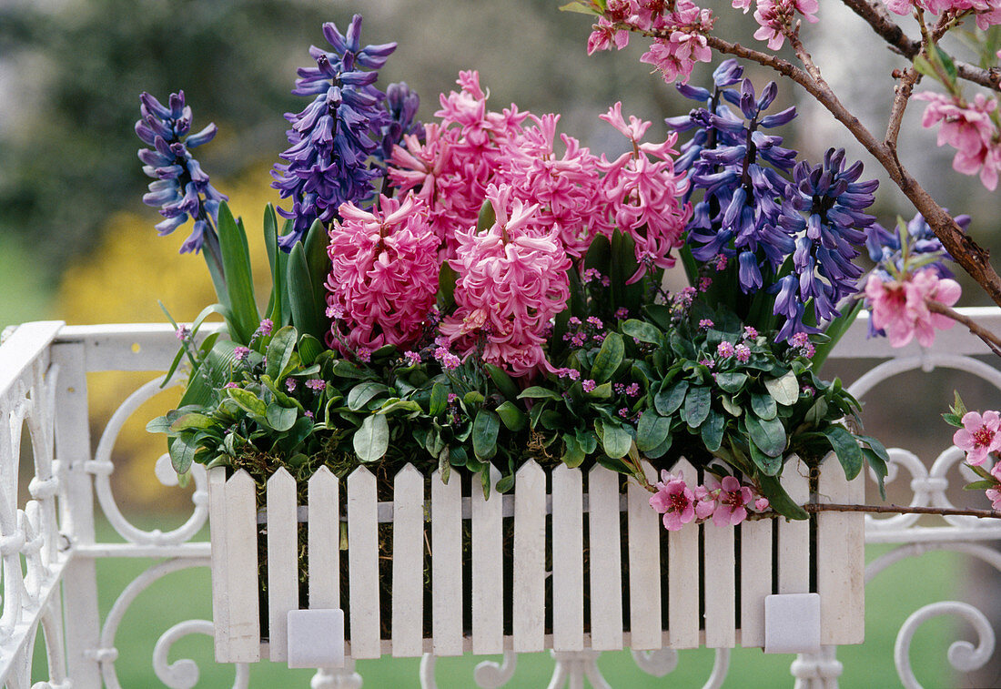 Hyacinthus 'White Pearl', 'Pink Pearl'