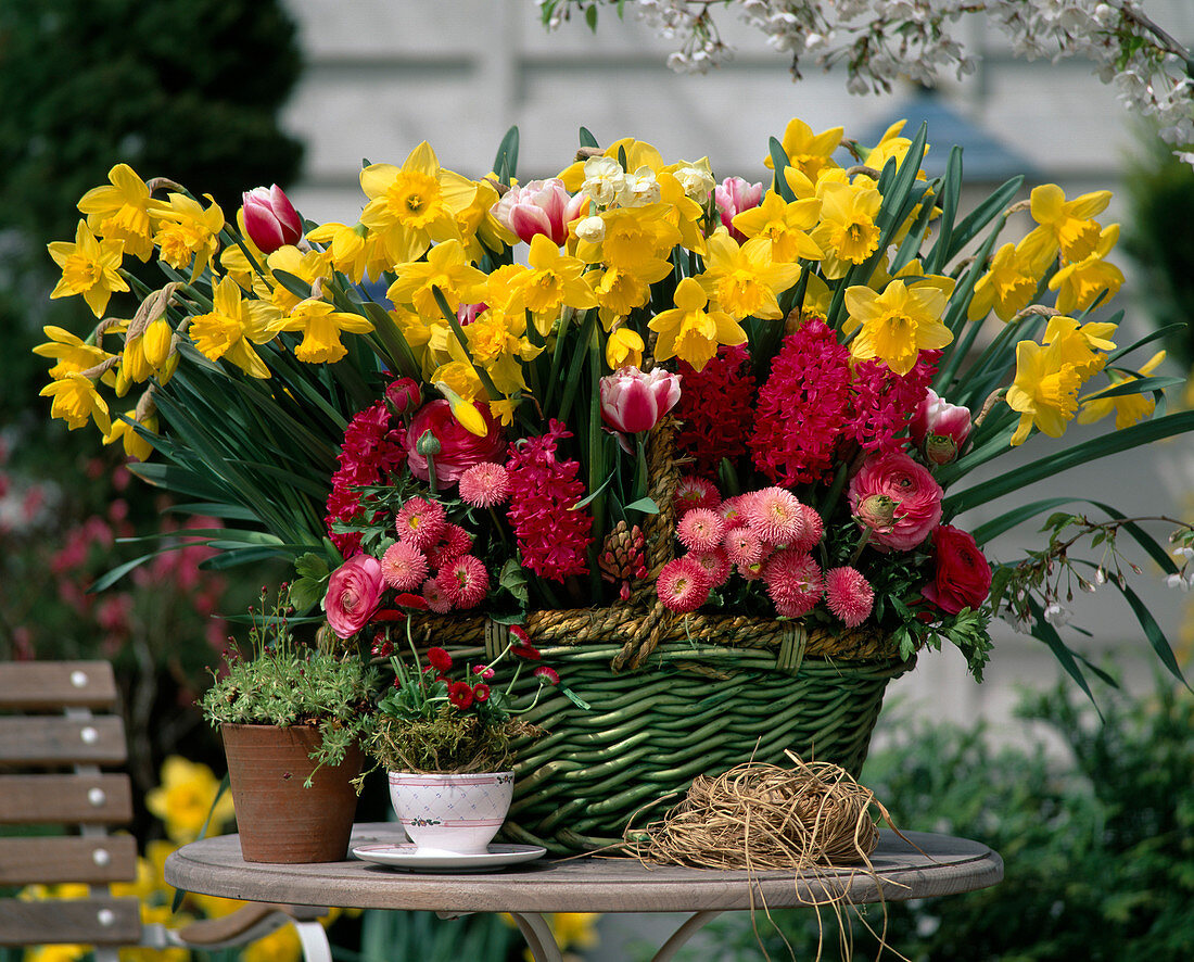 Narcissus 'Flower Record' (daffodils)