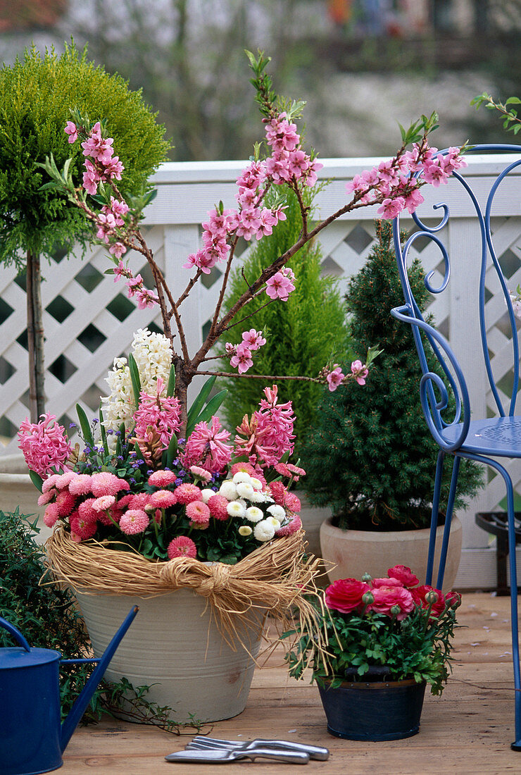 Dwarf Nectarine, Bellis, Hyacinthus, Ranunculus