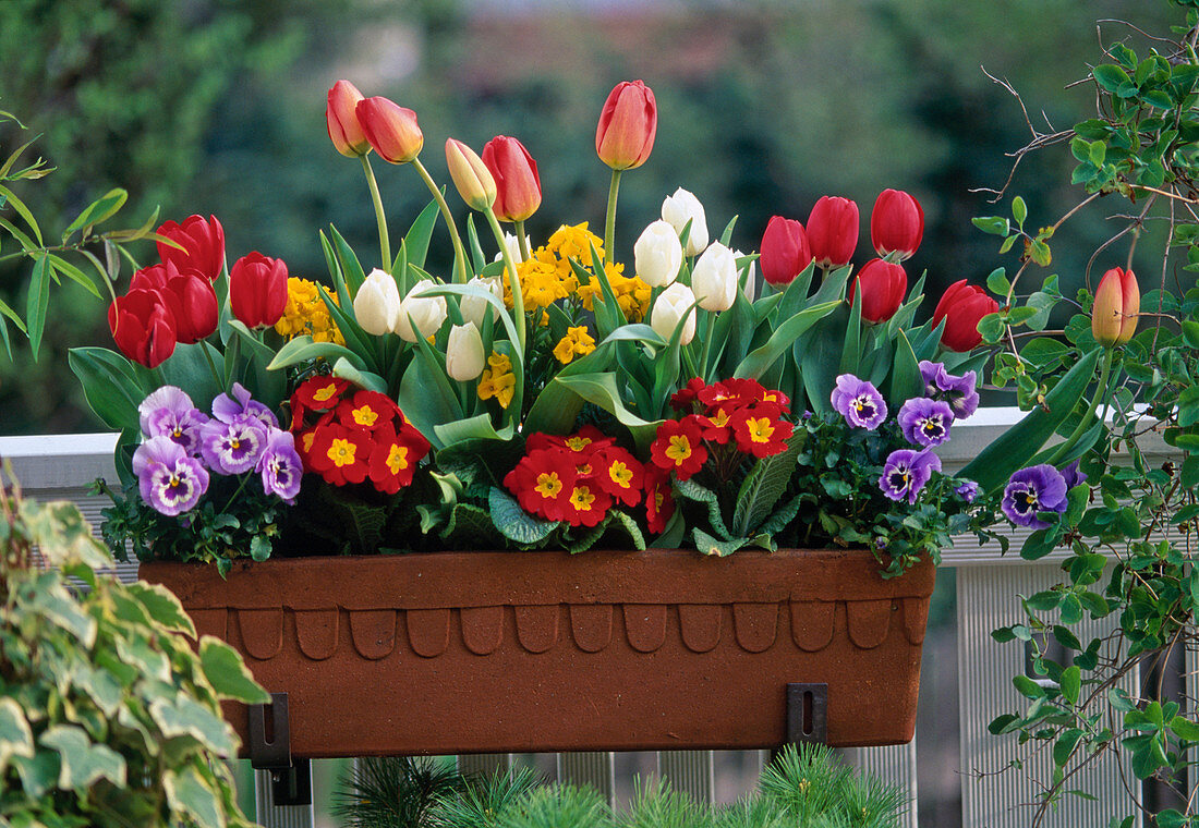 Tulpen, Primeln, Viola, Erysimum (Goldlack)