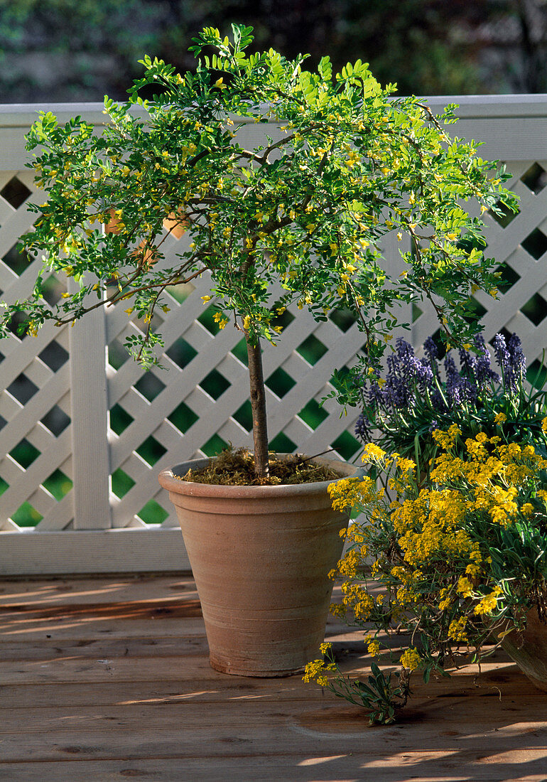 Caragana arborescens