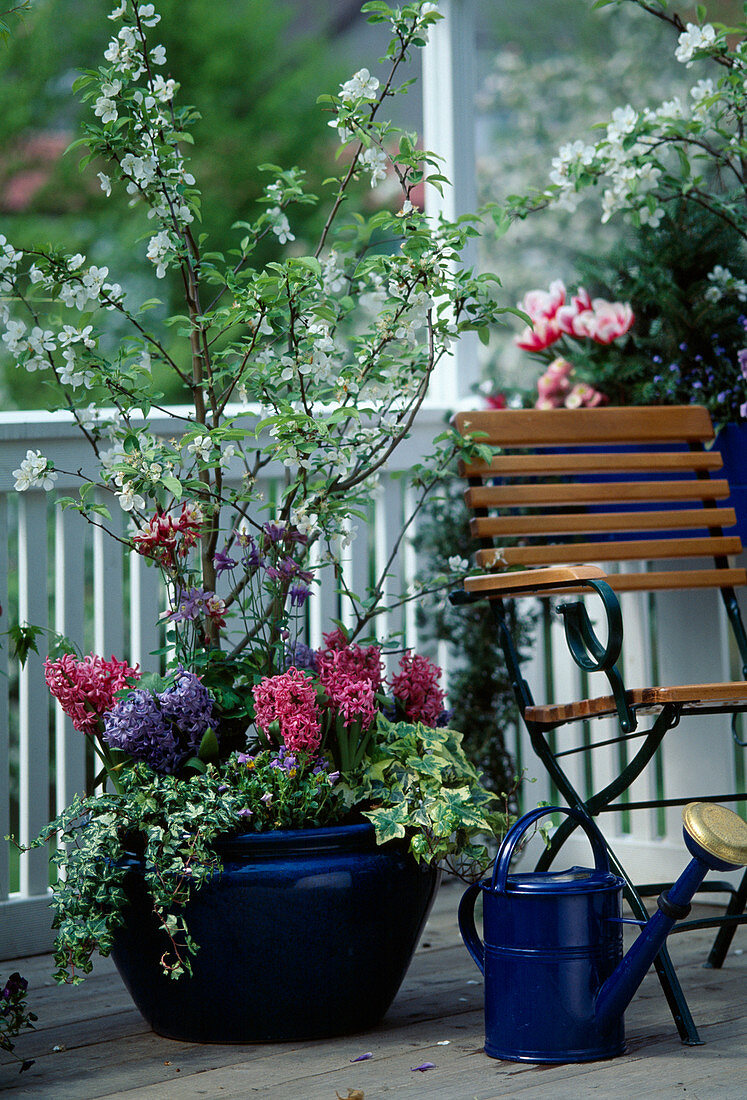 Malus hybrid (ornamental apple), Aquilegia, Hyacinthus